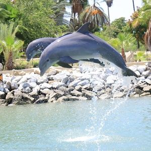 Meet your Posher, Griselda